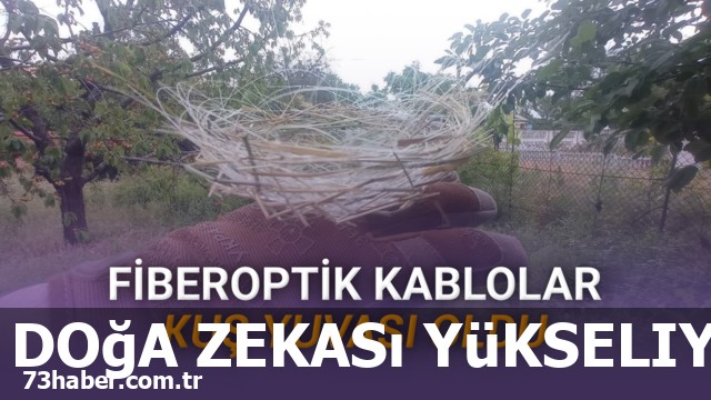 Doğa teknolojiyle evrilir: Kuşlar fiberoptik kabloları yuva olarak kullanıyor