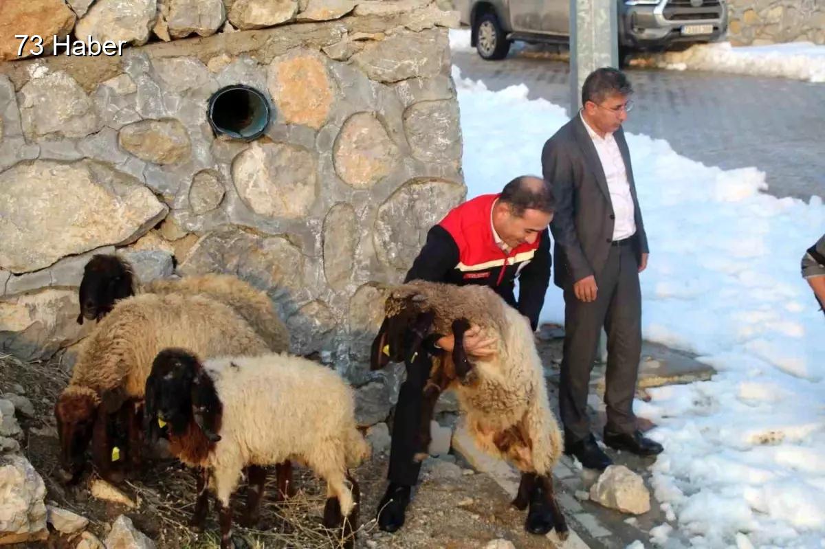 Şırnak'ta Vahşi hayvan saldırısında 35 koyun telef oldu, devlet yaraları...