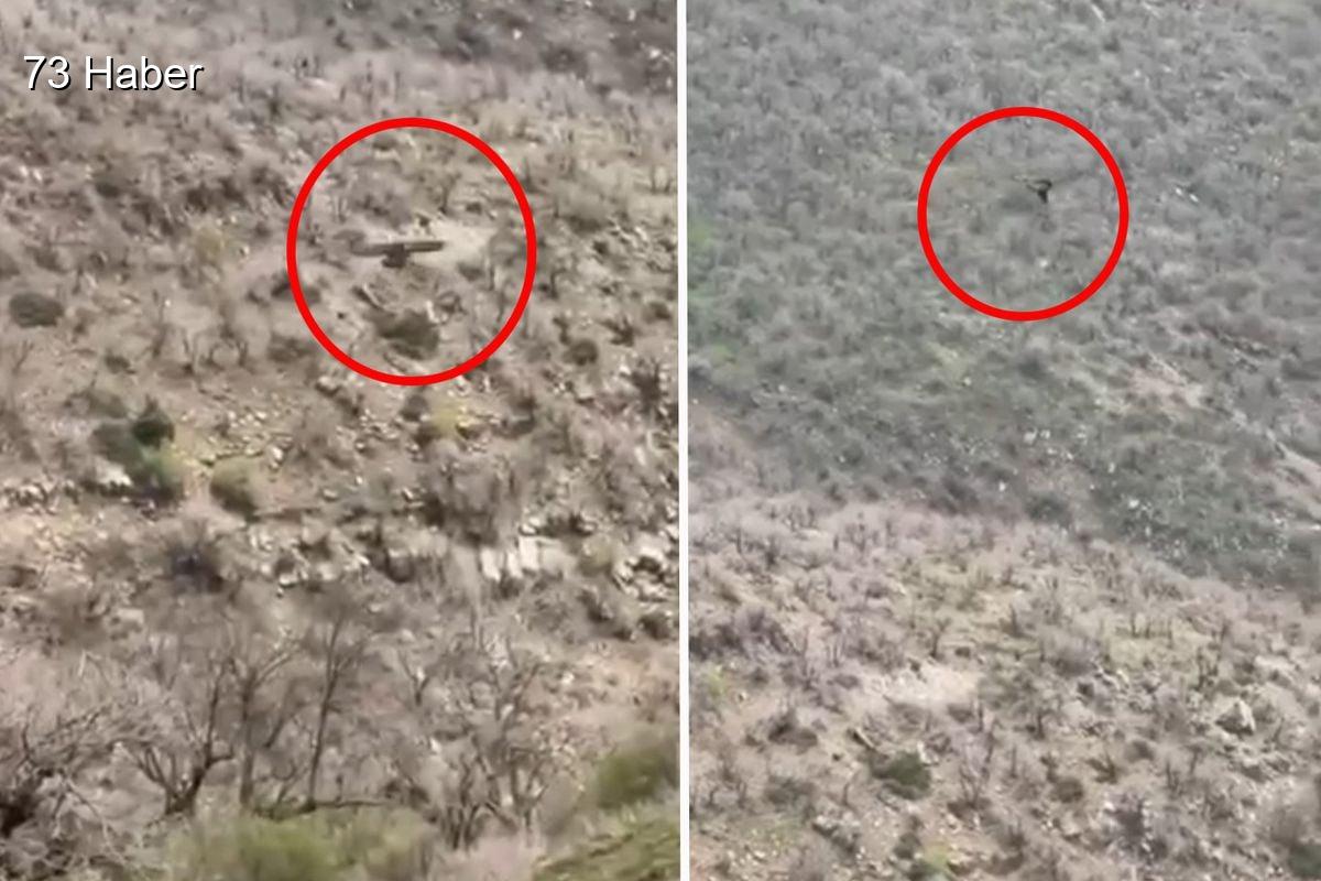 Şırnak'ın Uludere ilçesinde Şırnak&amp;apos;ta kartalın domuz avı kamerada