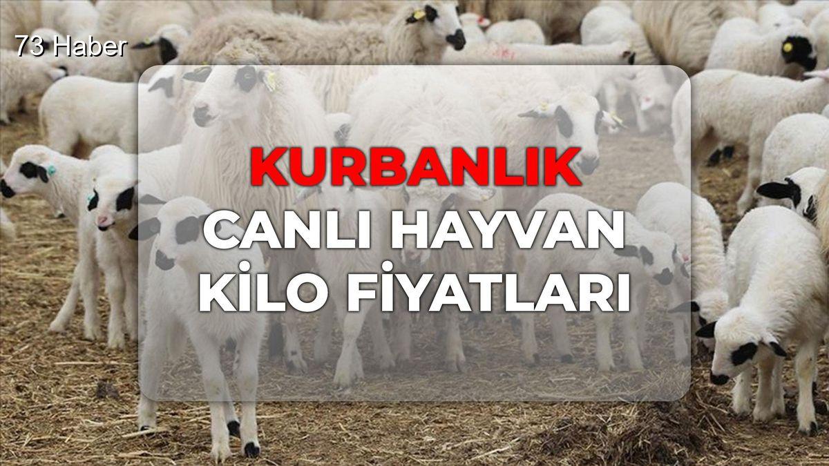Kurbanlık canlı hayvan kilo fiyatları 2026! Büyükbaş, Küçükbaş fiyatı ne...