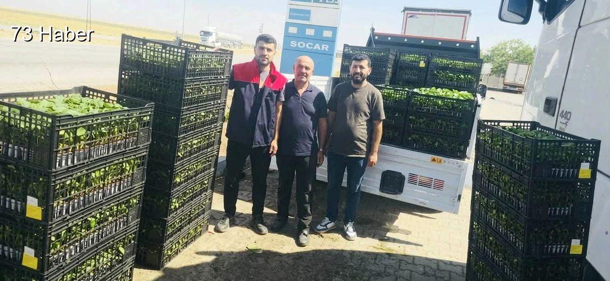 Şırnak'ın Cizre ilçesinde Cizre&amp;apos;de Çiftçilere Yüzde 75 Hibeli Sebze Fidesi...