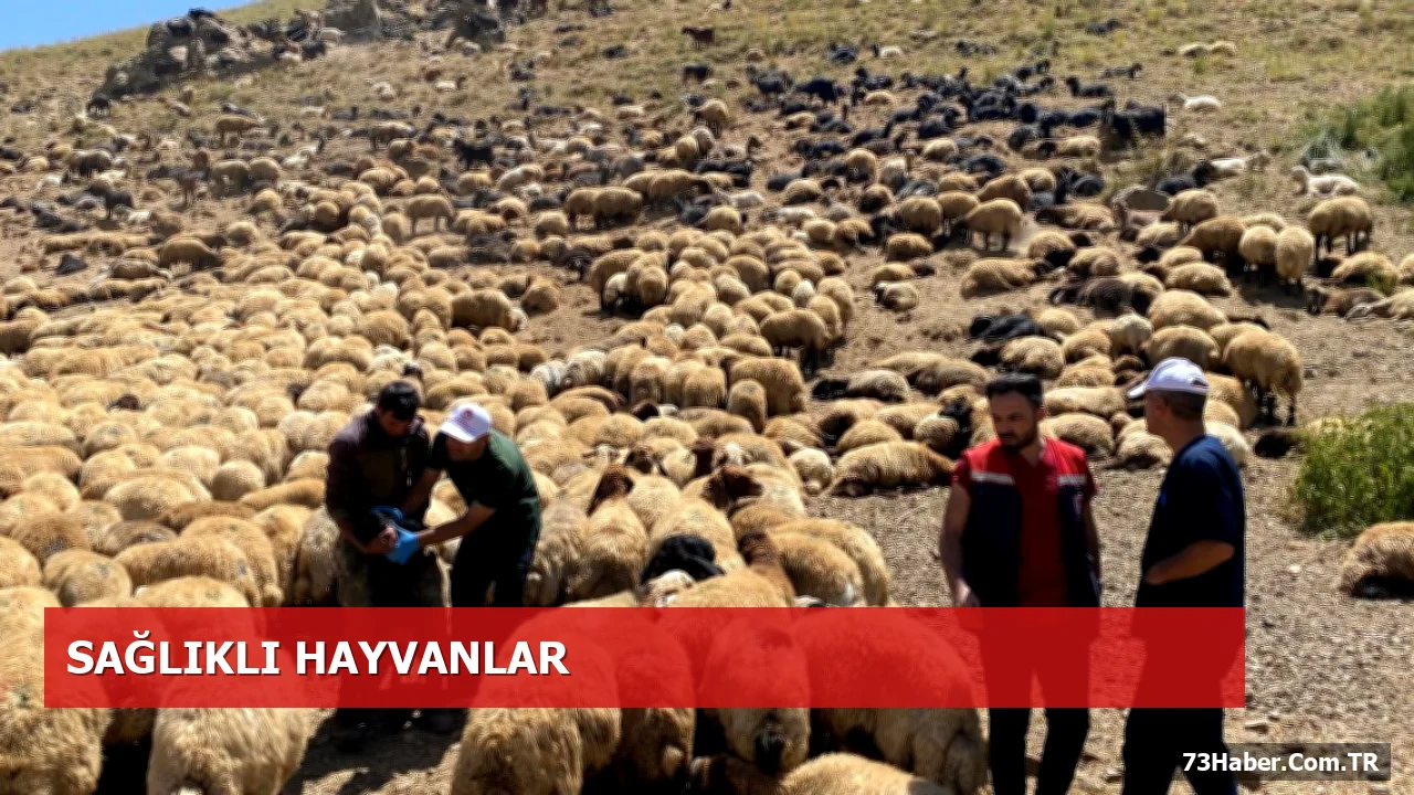 Şırnak Yaylalarında Veteriner Hekimler Hayvan Sağlığını Koruyor