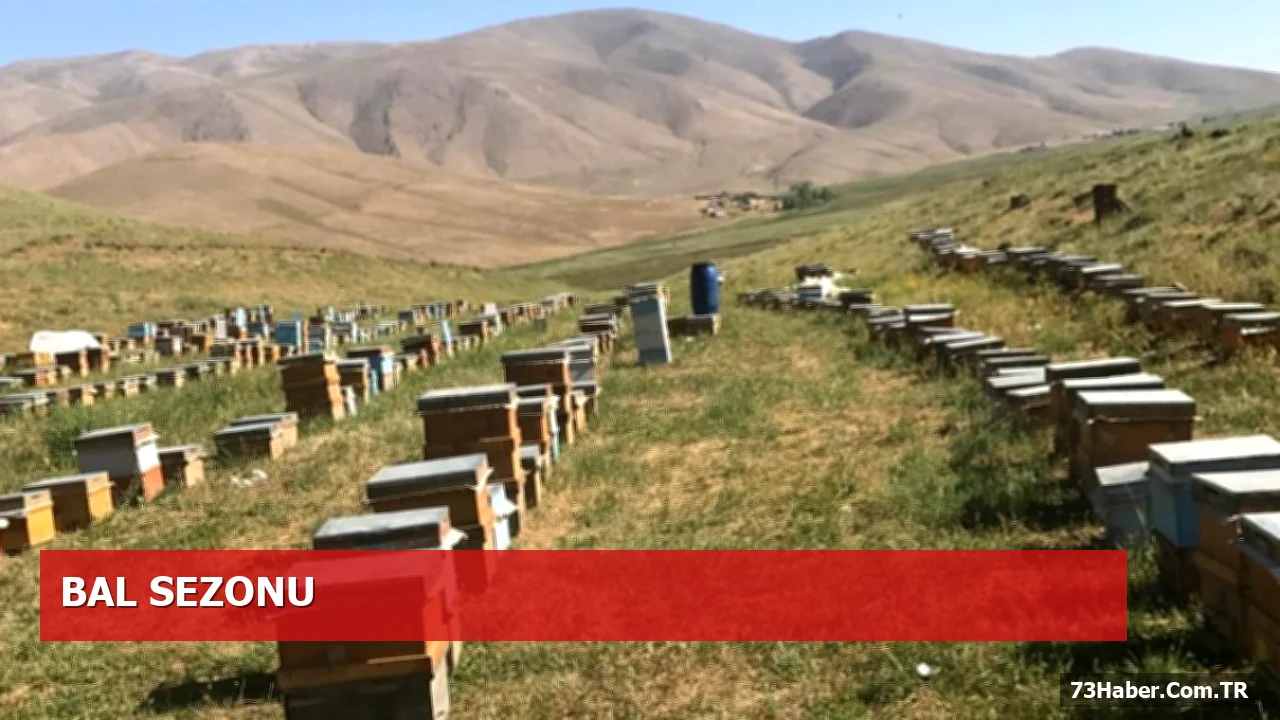 Faraşin Yaylası'nda Bal Hasadı Resmen Başladı