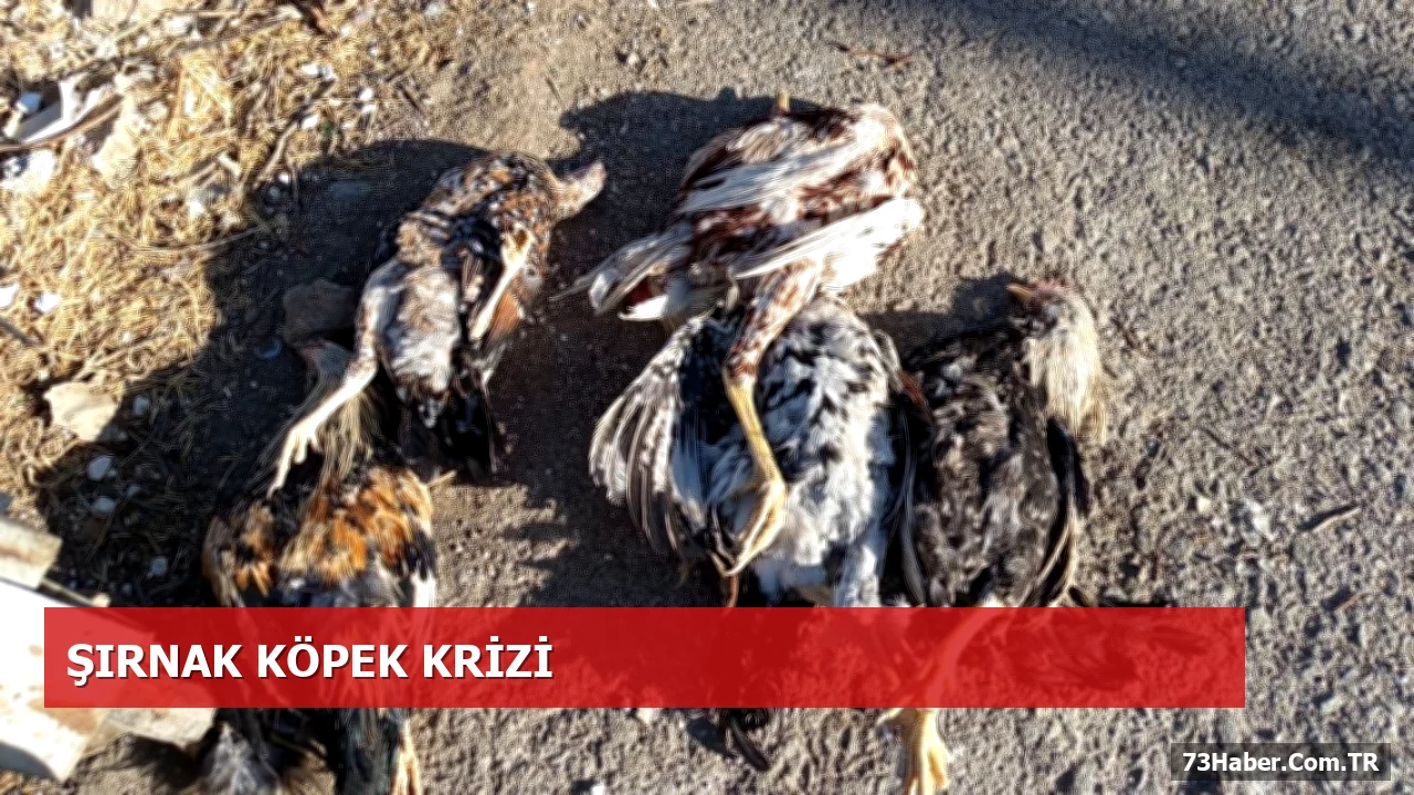 Şırnak Cumhuriyet Mahallesi’nde Köpek Saldırısı: 28 Tavuk Öldü