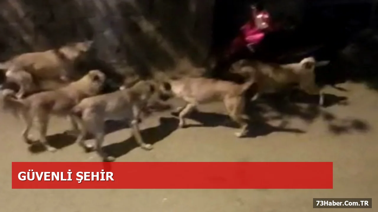 Şırnak’ta Sokak Köpekleri Endişe Yarattı