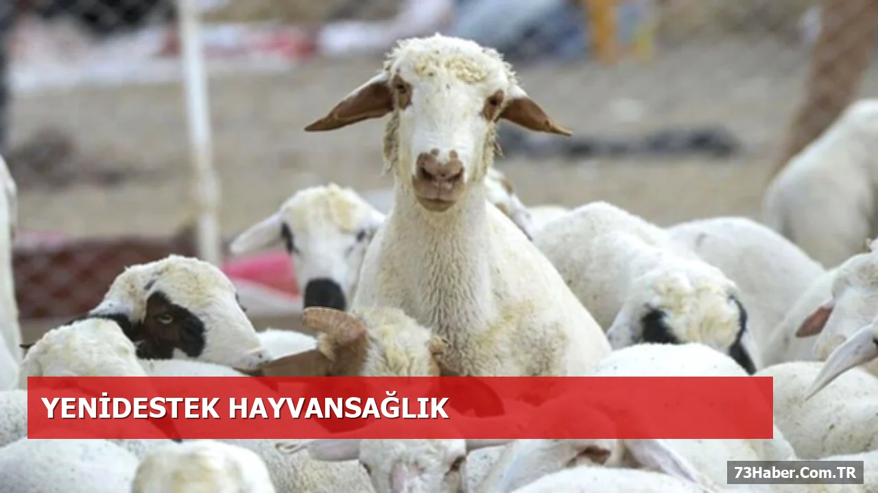 Hayvancılıkta Destek İki Katına Çıktı: Yeni Politikalar Açıklandı