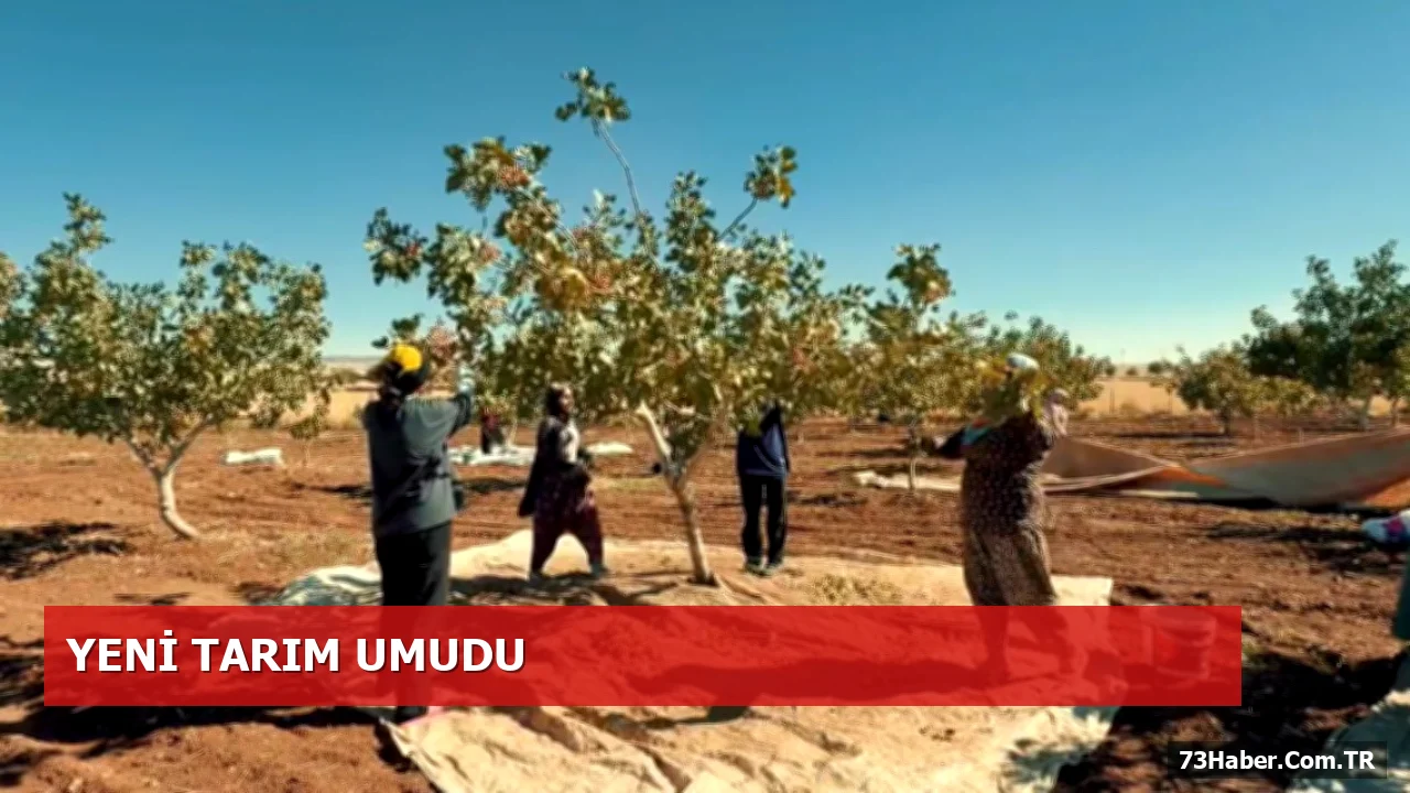 İdil’de Antep Fıstığı Hasadı Başladı: Çiftçilere Yeni Umut