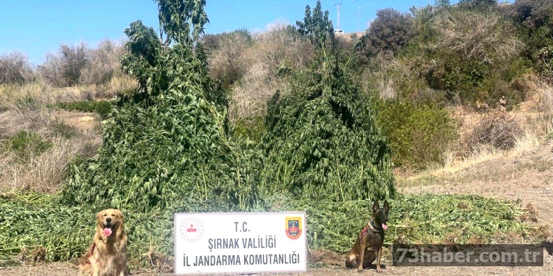 Şırnak'ta Dev Uyuşturucu Baskını: Milyarlarca Liralık Vurgun!