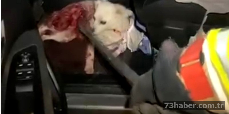 Cizre'de Evcil Hayvana Saldırı! Ekipler Alarmda