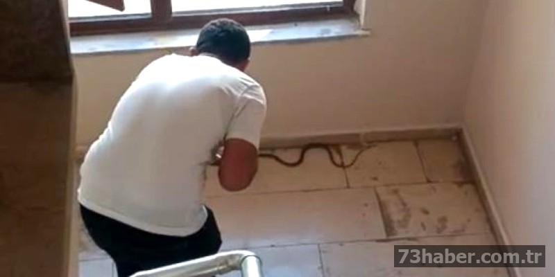 Şırnak'ta Bina Üstünde Yılan Paniği!