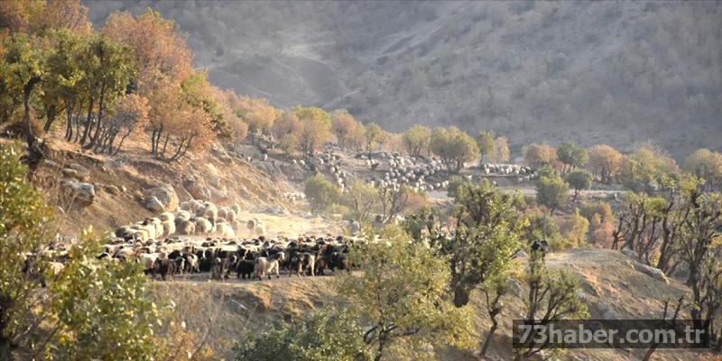 Van'dan Şırnak'a Göçerlerin 40 Günlük Çileli Göçü