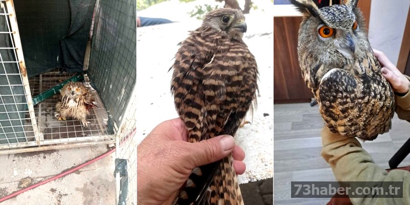 Şırnak'ta Kanatlı Umut: Yaralı Kuşlara Şefkat Eli