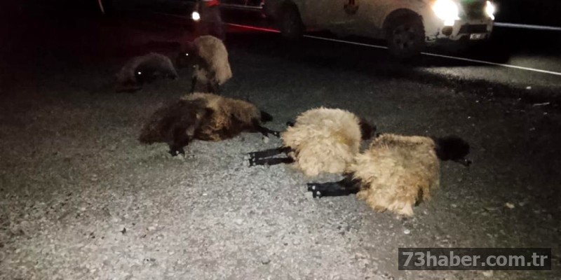 Şırnak'ta Feci Kaza: Otomobil Koyun Sürüsüne Daldı!