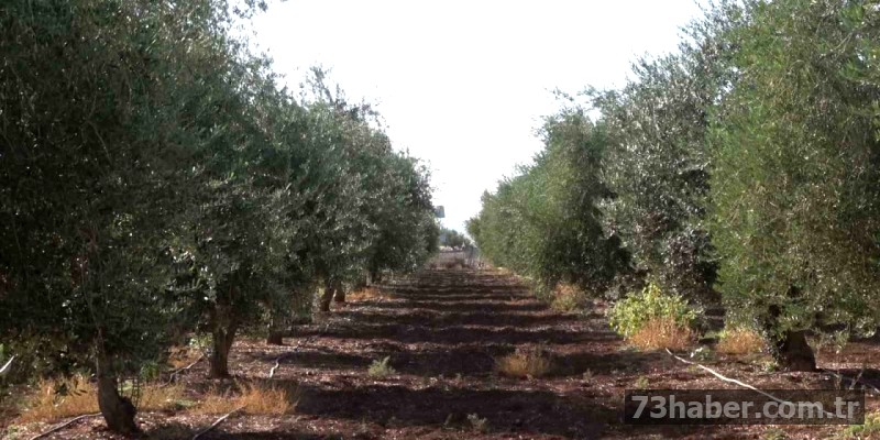 Şırnak'ta Don Vurdu: Zeytin Bahçeleri Perişan!