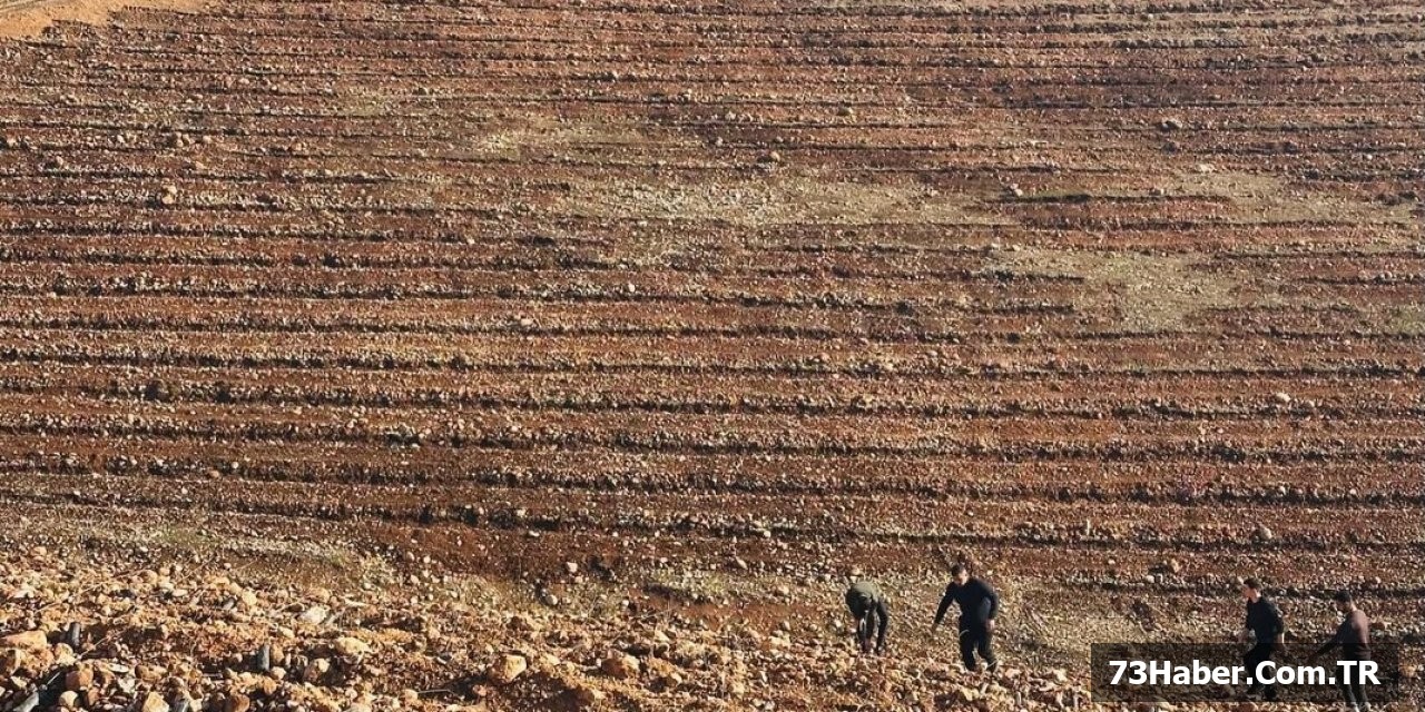 Şırnak Yeşillendi!