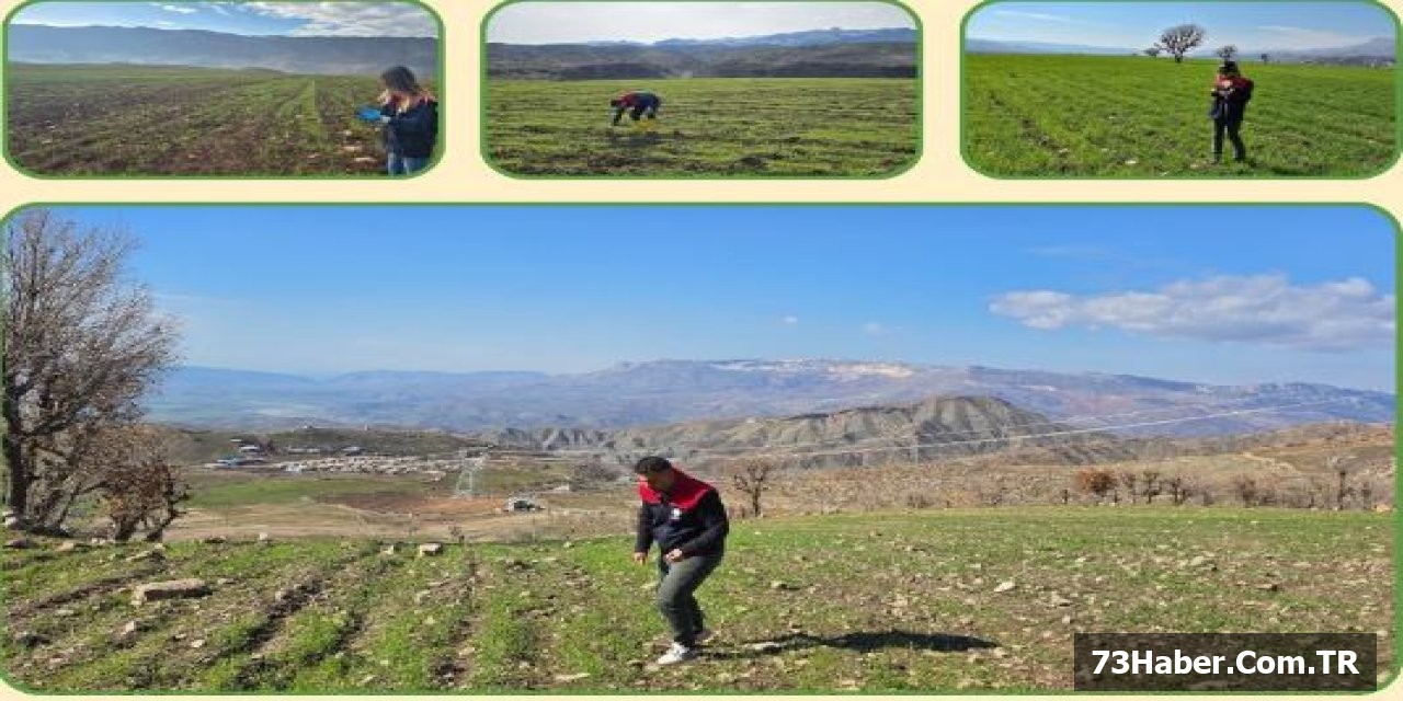 Şırnak'ta Tarlalara Gözler Çekildi