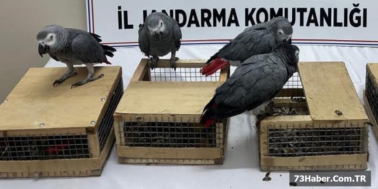 "Papağan Mücadelesi: Yüzbinlerce Liralık Jako Papağanlar Ele Geçti"