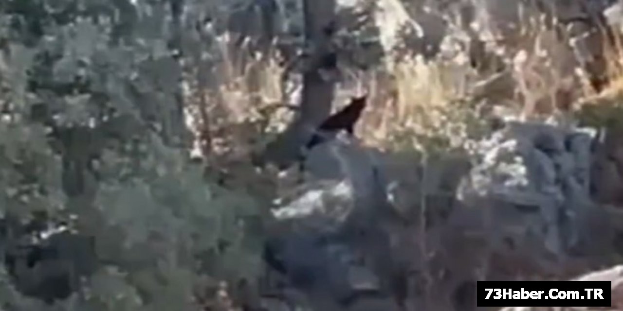 Siyah Pars mı?