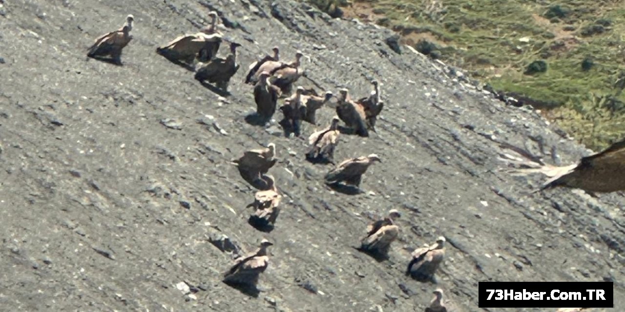 Şırnak'ta Akbaba Sürüsü