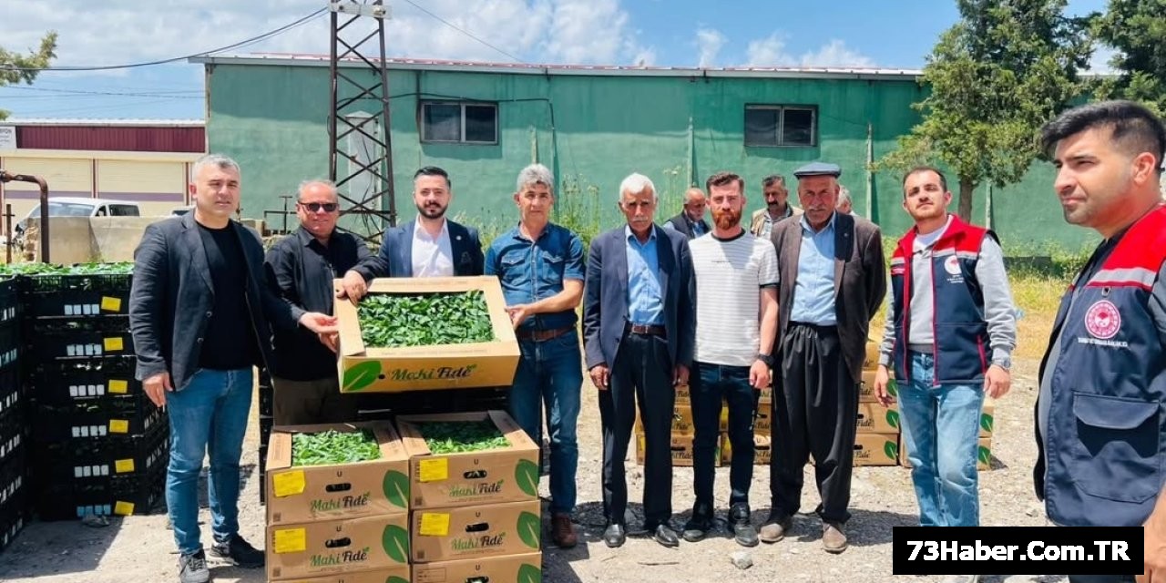 Silopi'de Sebze Devrimi: %75 Hibeli Fide
