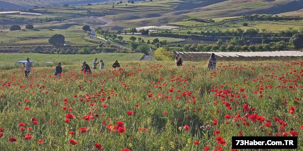 Şırnak'ta Kırmızı Çiçek Görseli