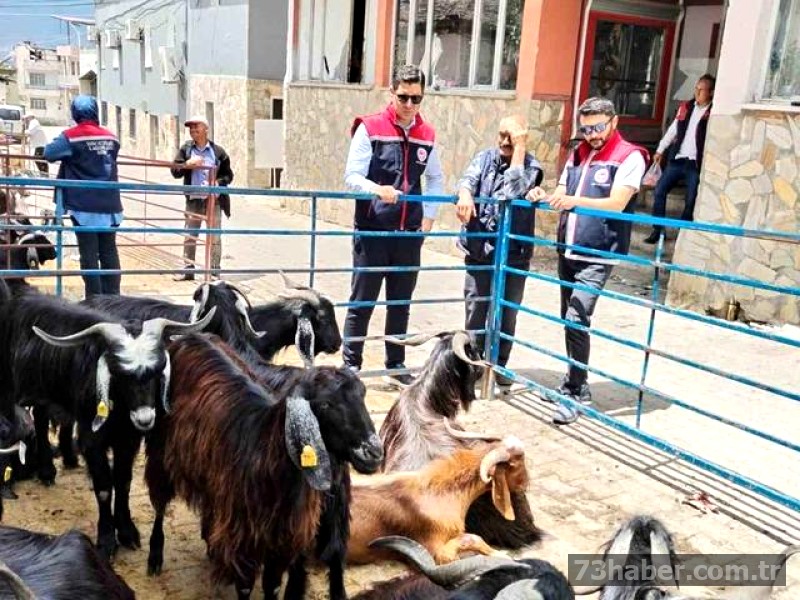 Kurban Denetimi