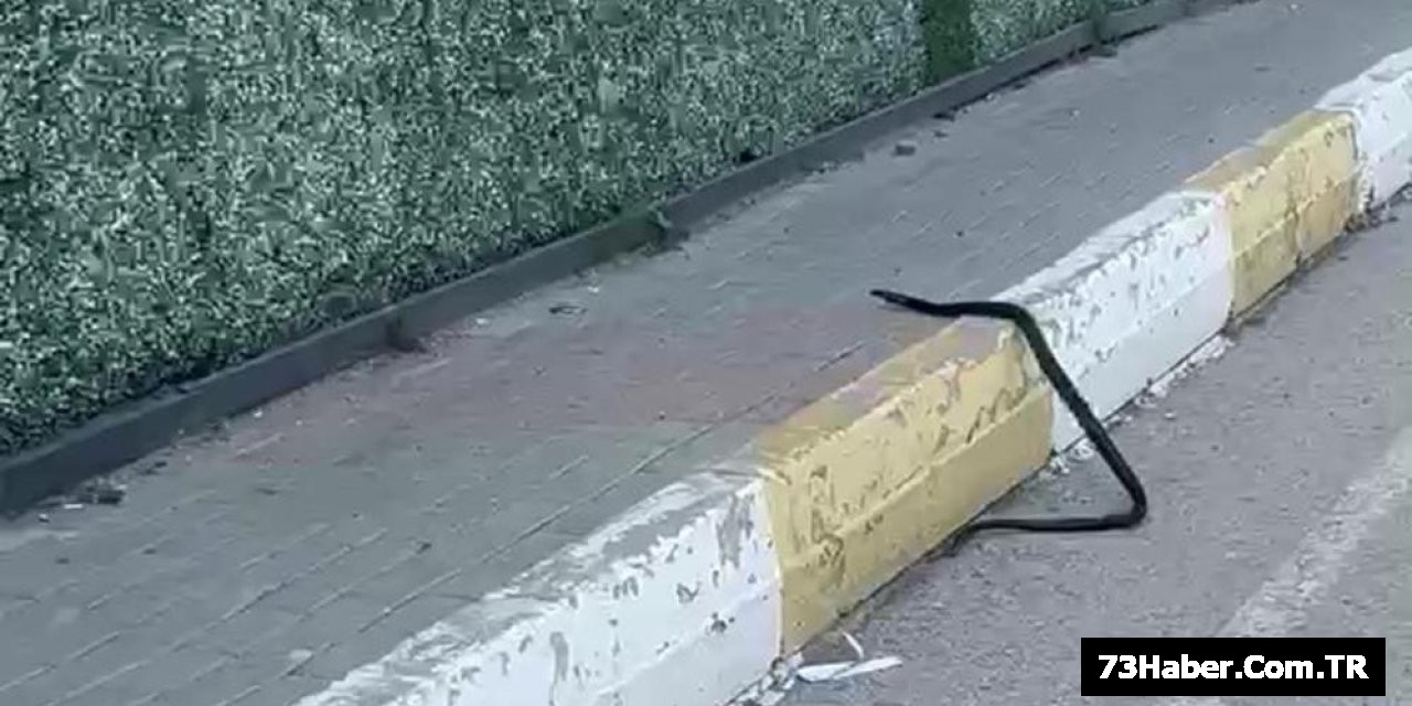Şırnak'ta Yılan Paniği