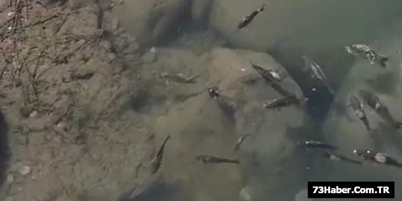 Dicle Nehri'nde Korkunç Manzara