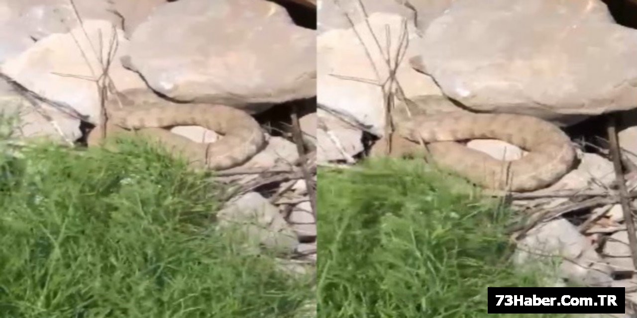 Şırnak sınırında dev yılan görüldü!
