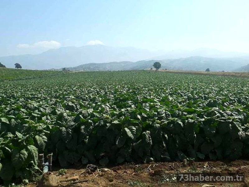 Maraş Otu Tehlikesi