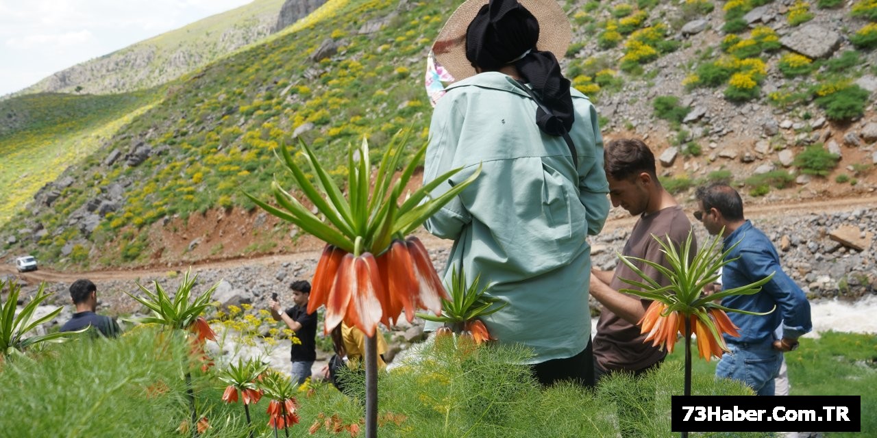 Şırnak'ta Ters Lale Şovu
