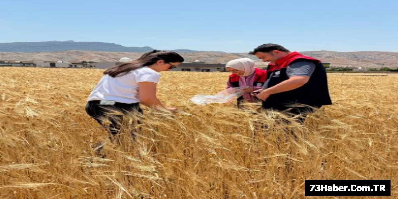 Şırnak'ta Hasat Zamanı