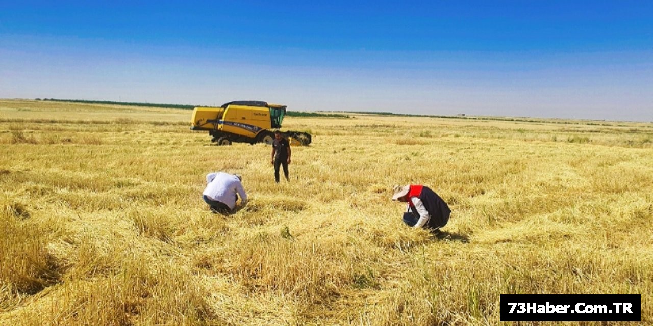 Şırnak'ta Hububat Hasadı Başladı