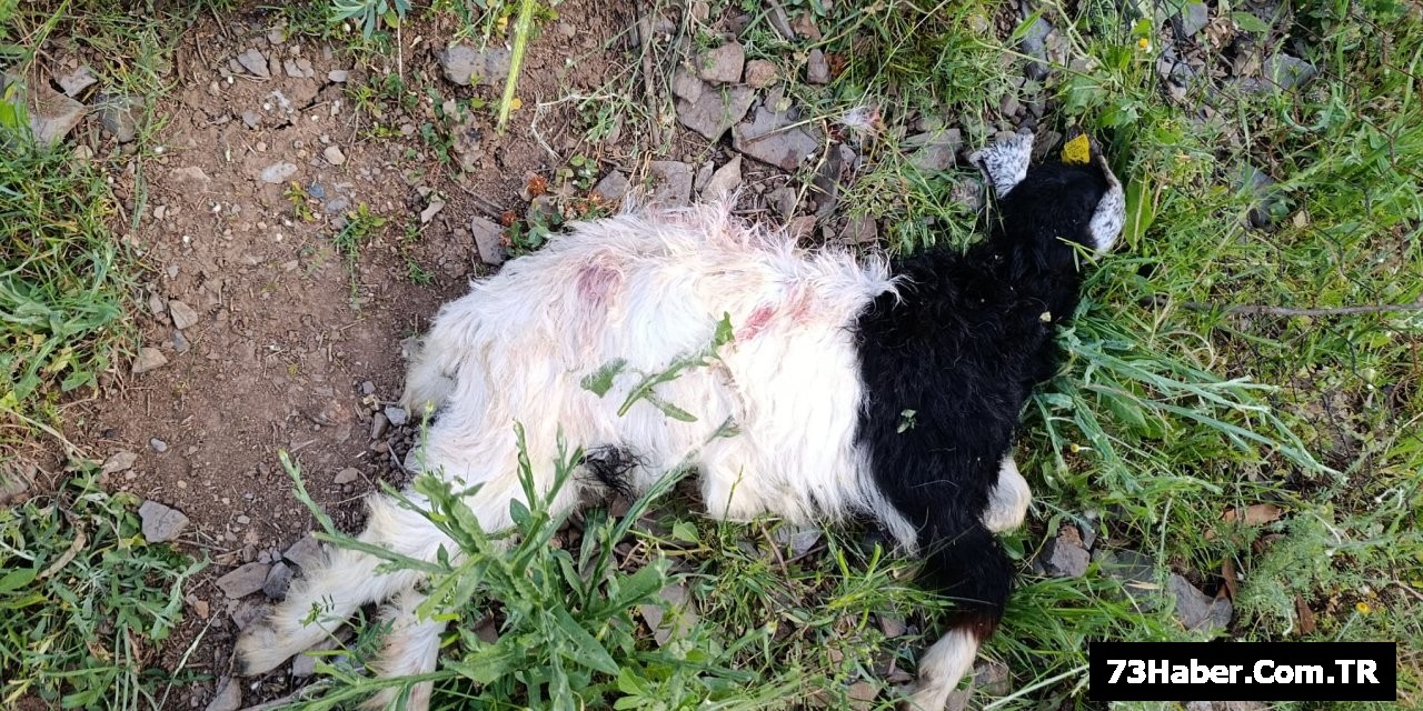Boğazören'de Köpek Saldırısı: 4 Oğlak Yaşamını Yitirdi
