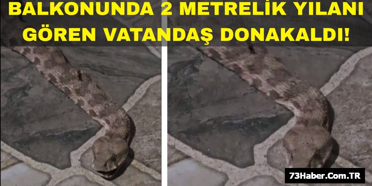 Şırnak'ta Çay Keyfi Yılanla Karşılaşma