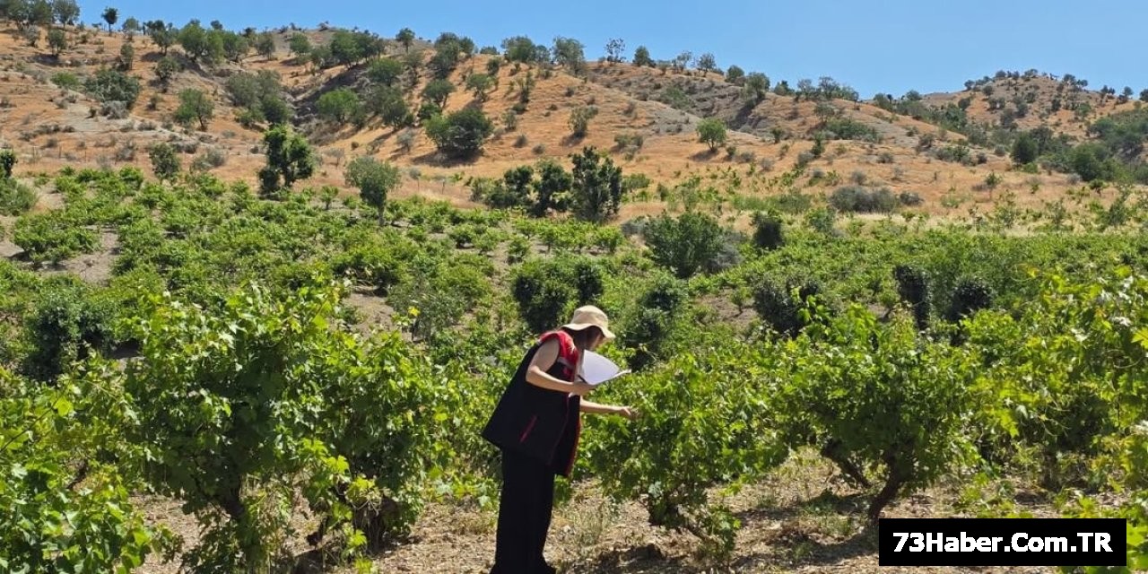 Şırnak'ta Tarım Alarmı Çıktı!