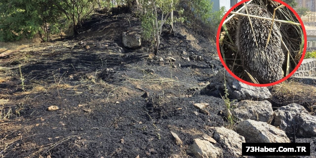 Şırnak'ta Alevler Arasında 2 Kirpi