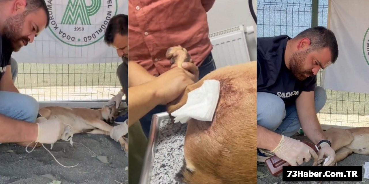 Yaban Keçisi Avına 1.2 Milyon TL Ceza!