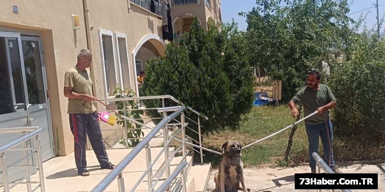 Silopi'de Sokak Hayvanlarına Güvenli Yuva