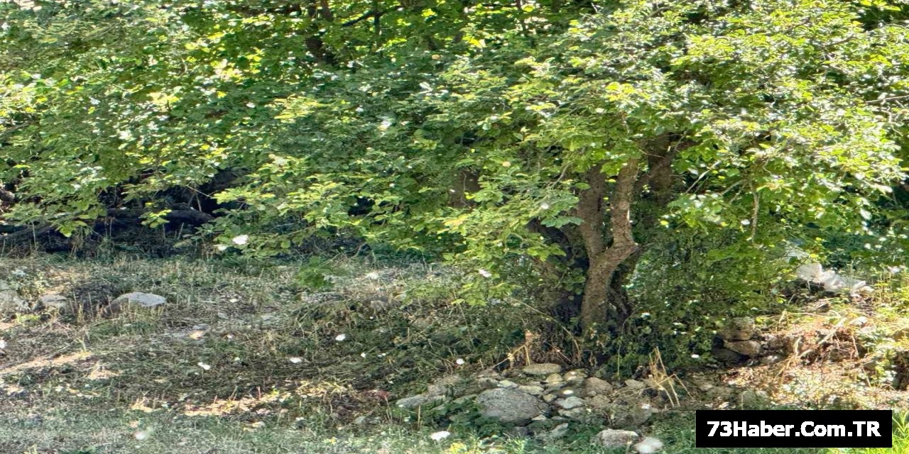 Şırnak'ta Kavak Polen Fırtınası