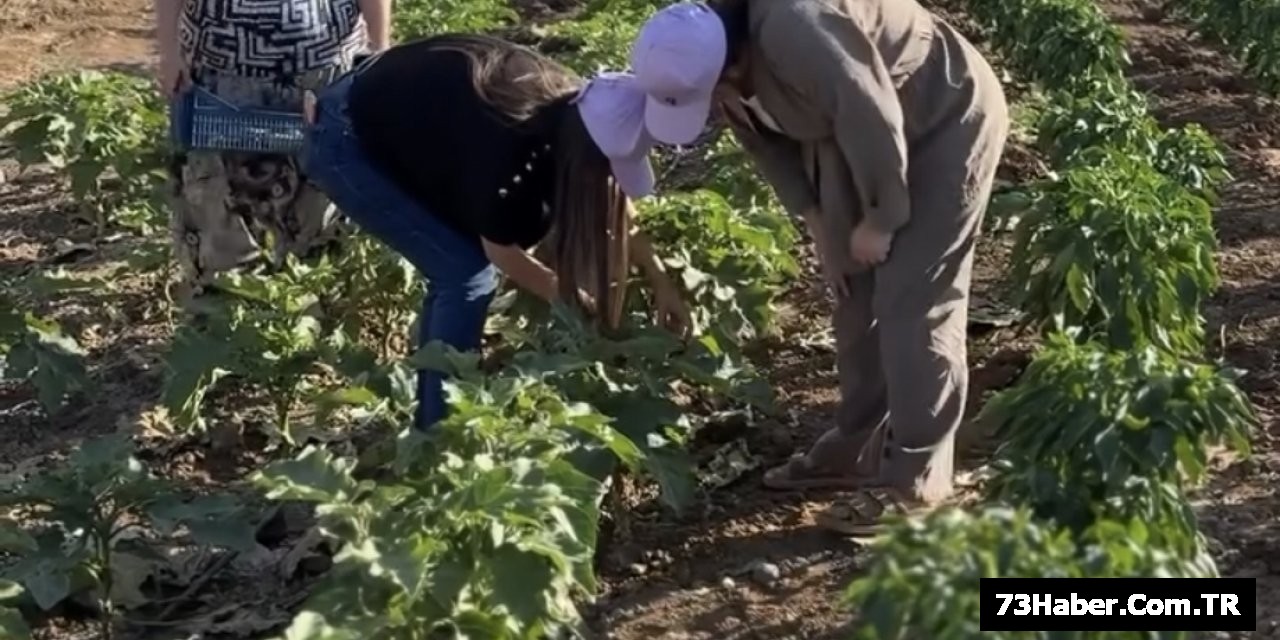 Cizre'de Kadınların Bostanı Bereketlendi