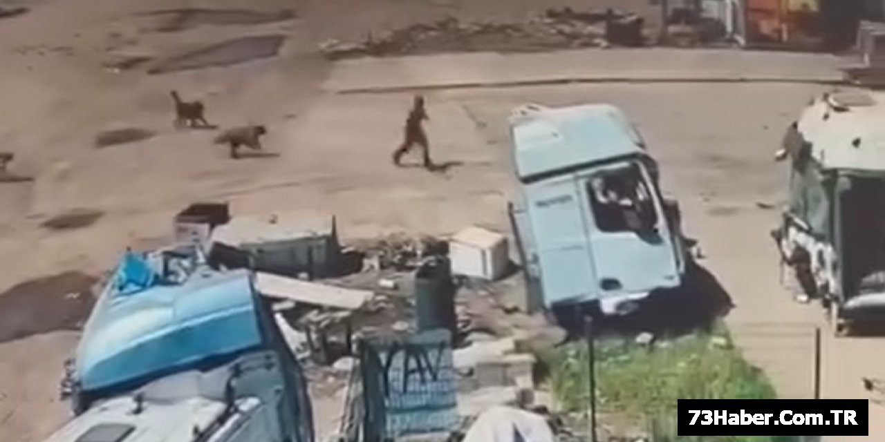 Sokak Köpekleri Çocuğu Paramparça Etti!