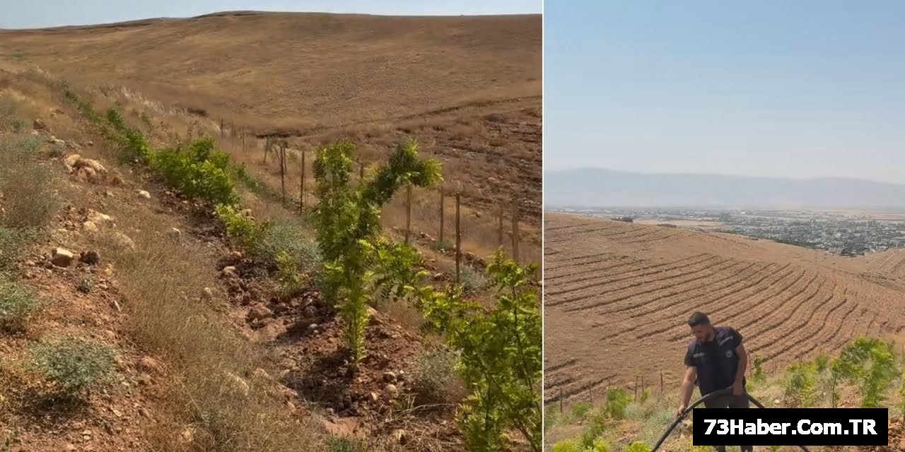 Silopi Çorak Topraklar Yeşillendiriliyor