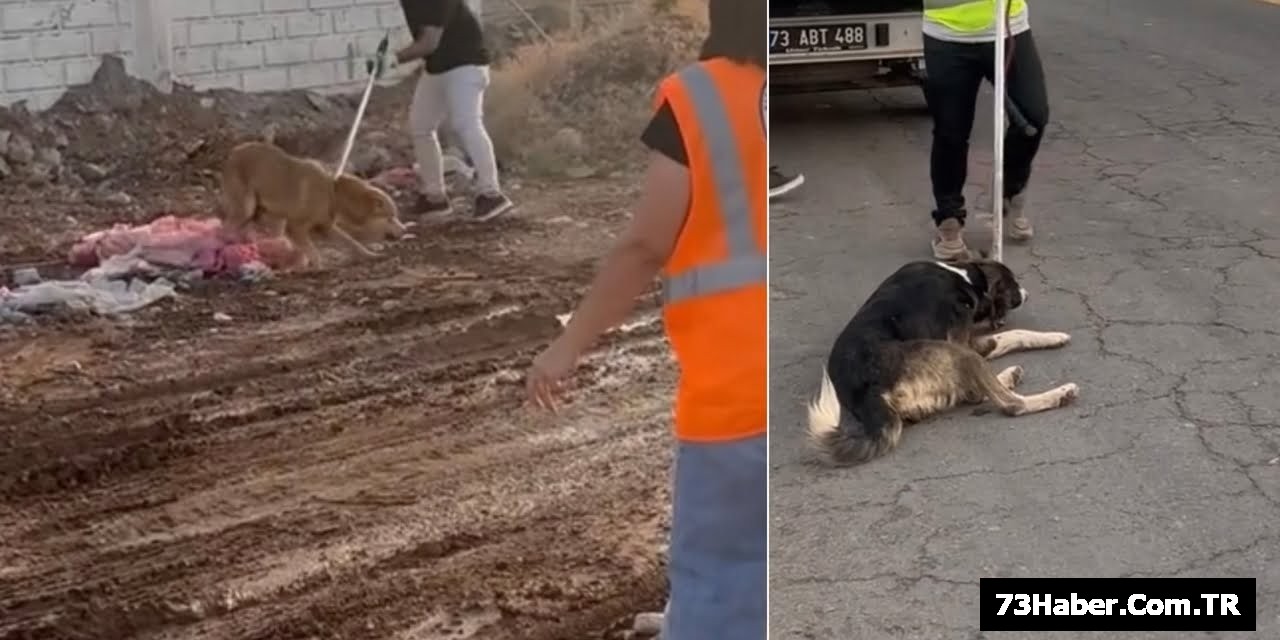 Silopi'de Sokak Köpekleri Toplandı